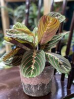 Zdjęcie rośliny Marantha Fascinator Tricolor ujęcie 3