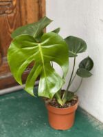 Zdjęcie rośliny Monstera Deliciosa ujęcie 1