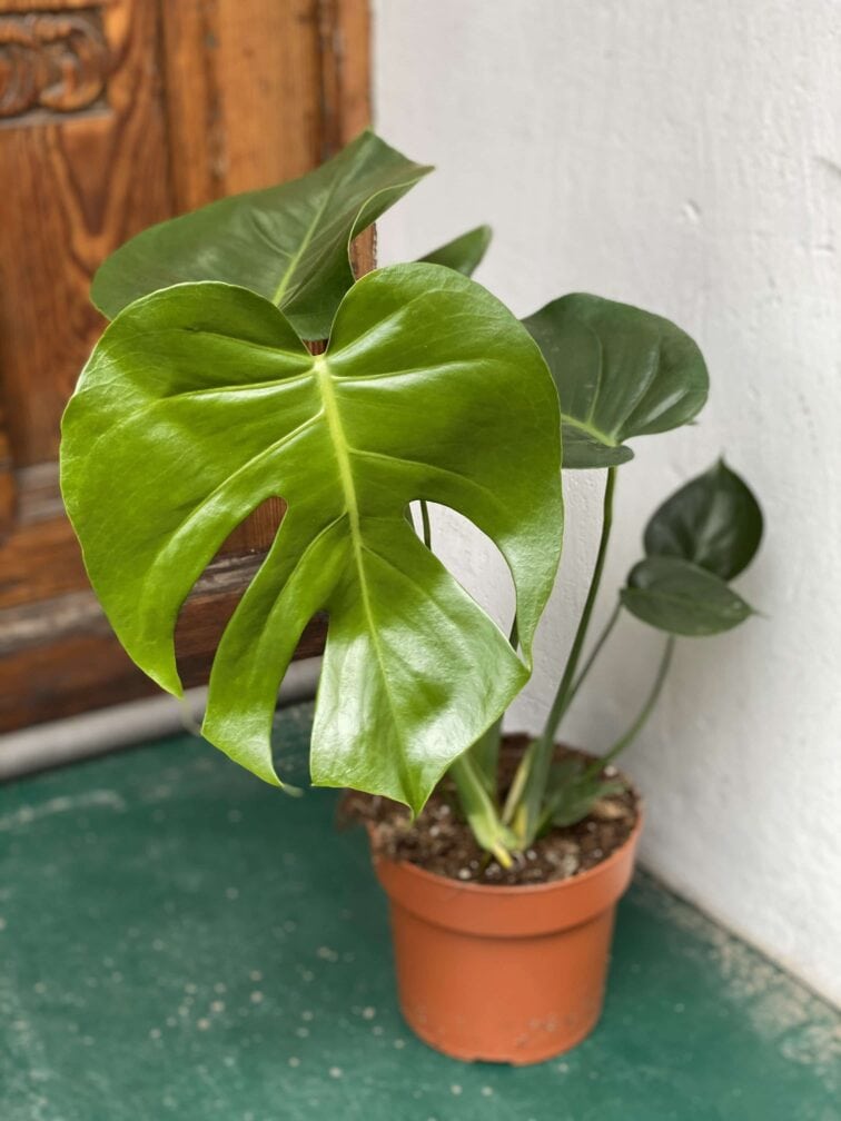 Zdjęcie rośliny Monstera Deliciosa ujęcie 1