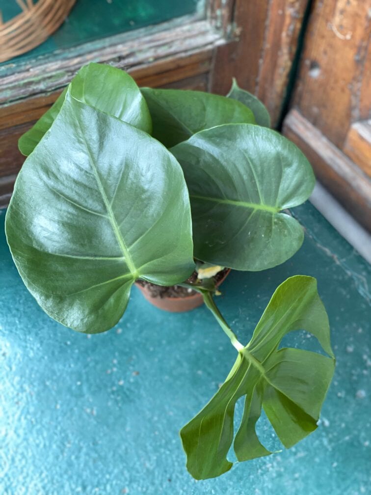 Zdjęcie rośliny Monstera Deliciosa ujęcie 2