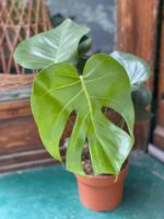 Zdjęcie rośliny Monstera Deliciosa ujęcie 3