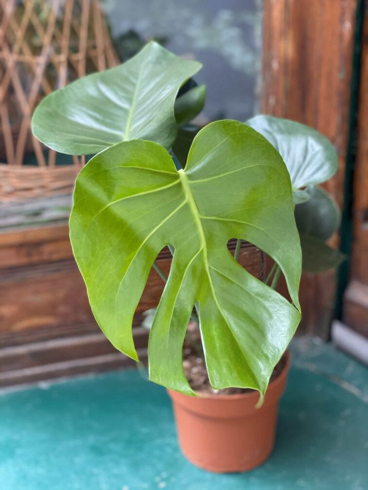 Zdjęcie rośliny Monstera Deliciosa ujęcie 3