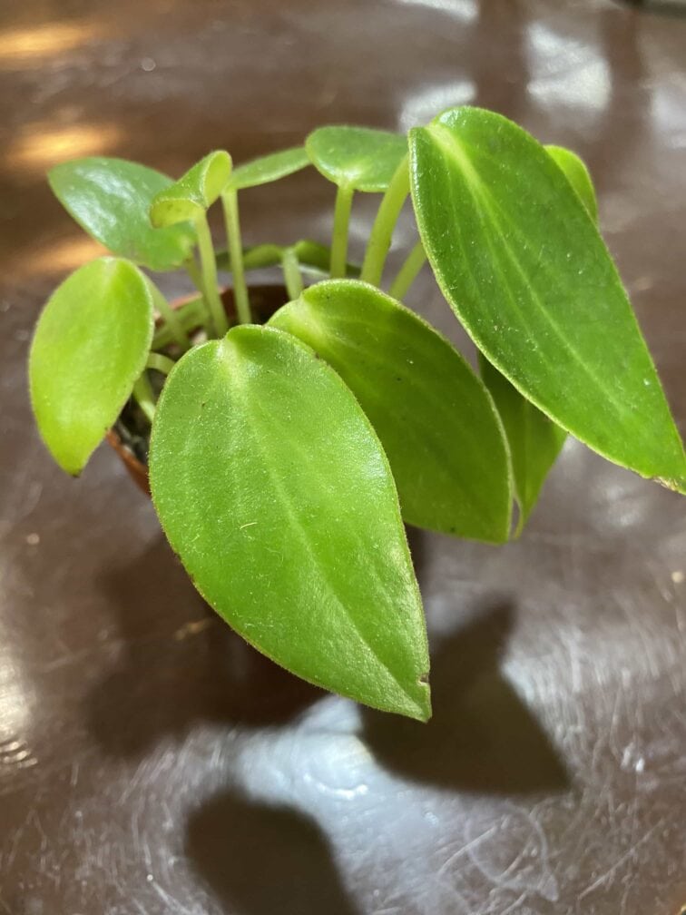 Zdjęcie rośliny Peperomia maculosa Smaragd ujęcie 1