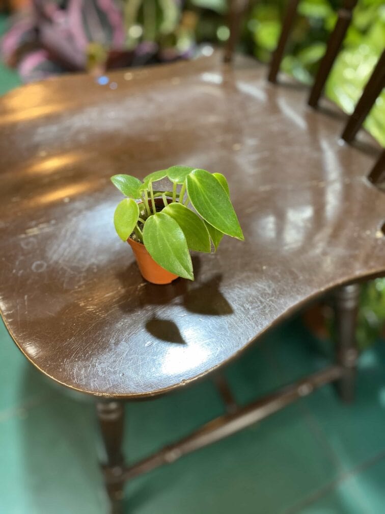 Zdjęcie rośliny Peperomia maculosa Smaragd ujęcie 2