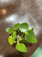 Zdjęcie rośliny Peperomia maculosa Smaragd ujęcie 3