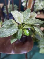 Zdjęcie rośliny Philodendron Birkin ujęcie 1