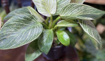 Zdjęcie rośliny Philodendron Birkin ujęcie 1