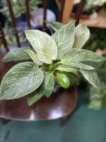 Zdjęcie rośliny Philodendron Birkin ujęcie 2