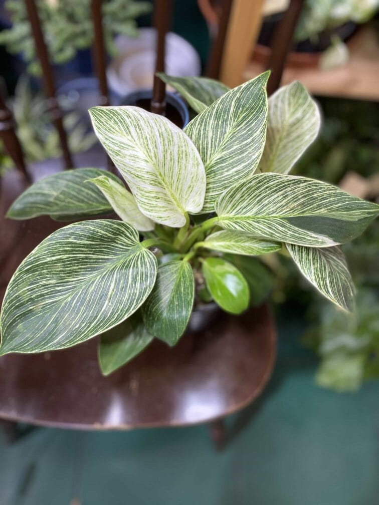 Zdjęcie rośliny Philodendron Birkin ujęcie 2