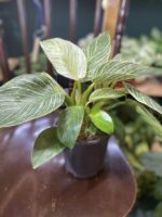 Zdjęcie rośliny Philodendron Birkin ujęcie 3