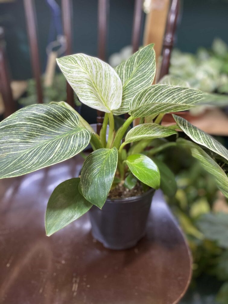 Zdjęcie rośliny Philodendron Birkin ujęcie 3