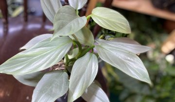 Zdjęcie rośliny Philodendron Hastatum ujęcie 1