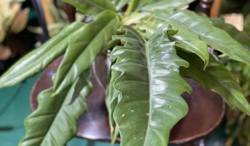 Zdjęcie rośliny Philodendron Narrow ujęcie 1