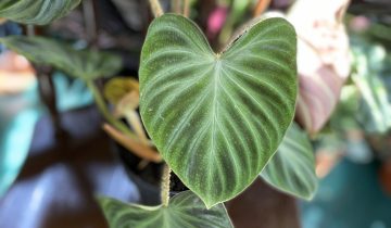 Zdjęcie rośliny Philodendron Verrucosum ujęcie 1