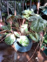 Zdjęcie rośliny Saxifraga solonifera ujęcie 3