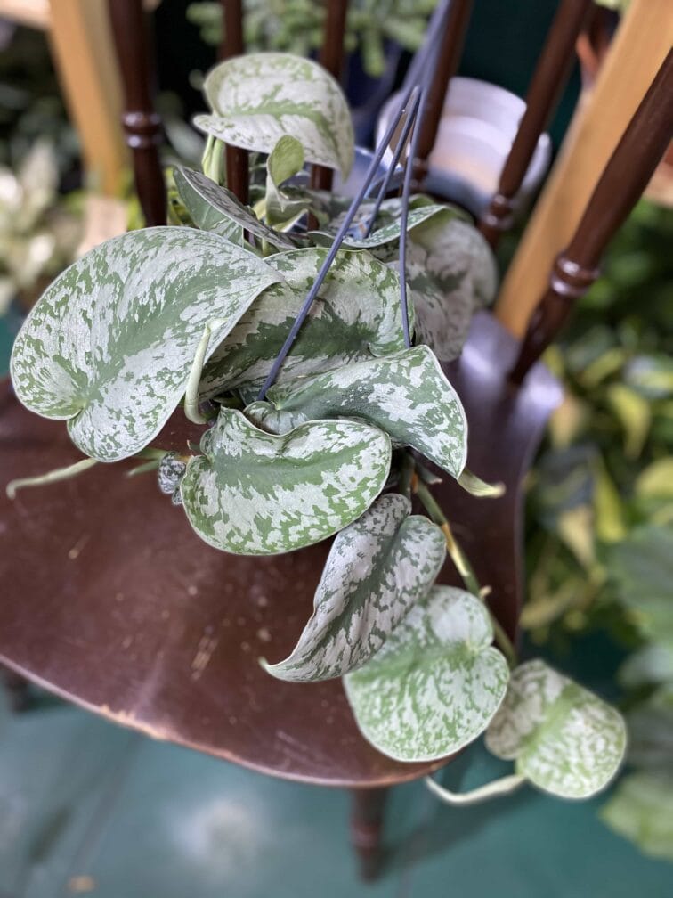 Zdjęcie rośliny Scindapsus Pictus Trebie ujęcie 1