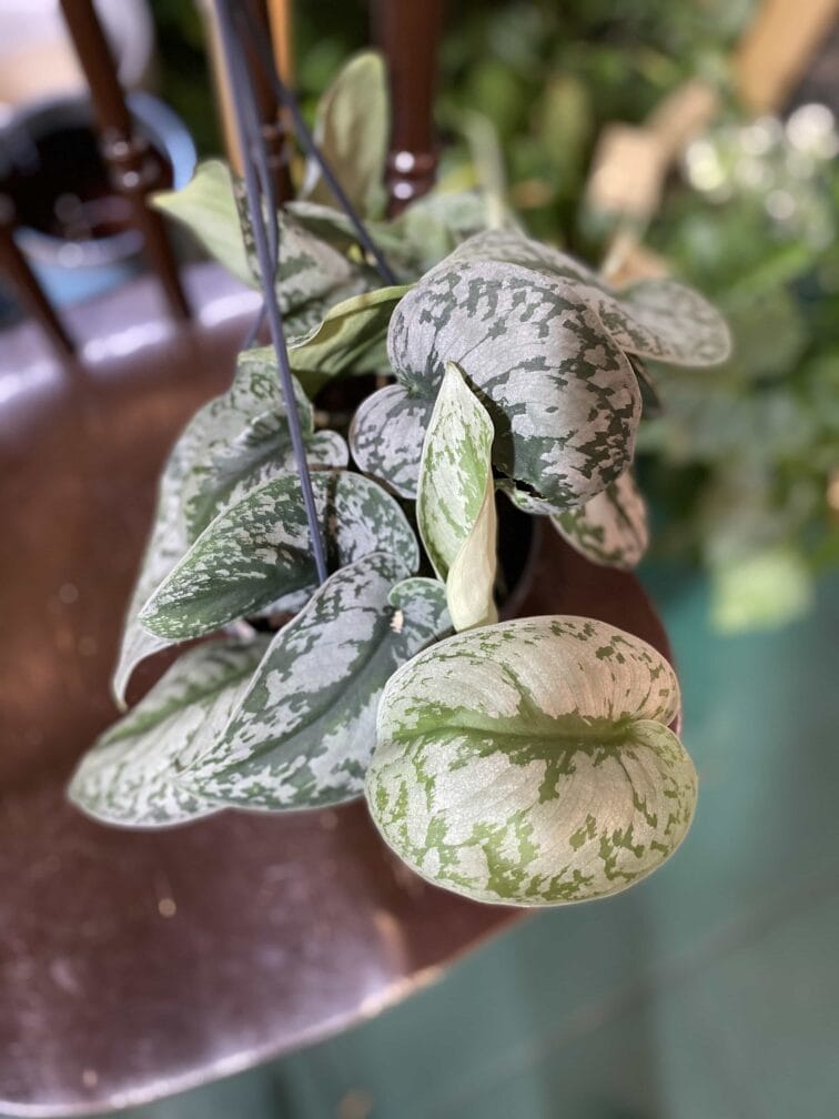 Zdjęcie rośliny Scindapsus Pictus Trebie ujęcie 2