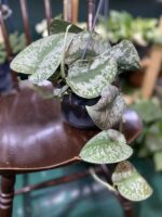 Zdjęcie rośliny Scindapsus Pictus Trebie ujęcie 3