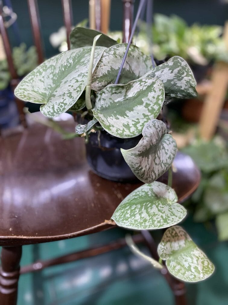 Zdjęcie rośliny Scindapsus Pictus Trebie ujęcie 3