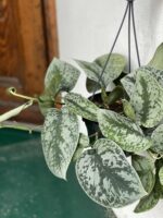 Zdjęcie rośliny Scindapsus Pictus Trebie ujęcie 4