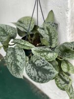 Zdjęcie rośliny Scindapsus Pictus Trebie ujęcie 5