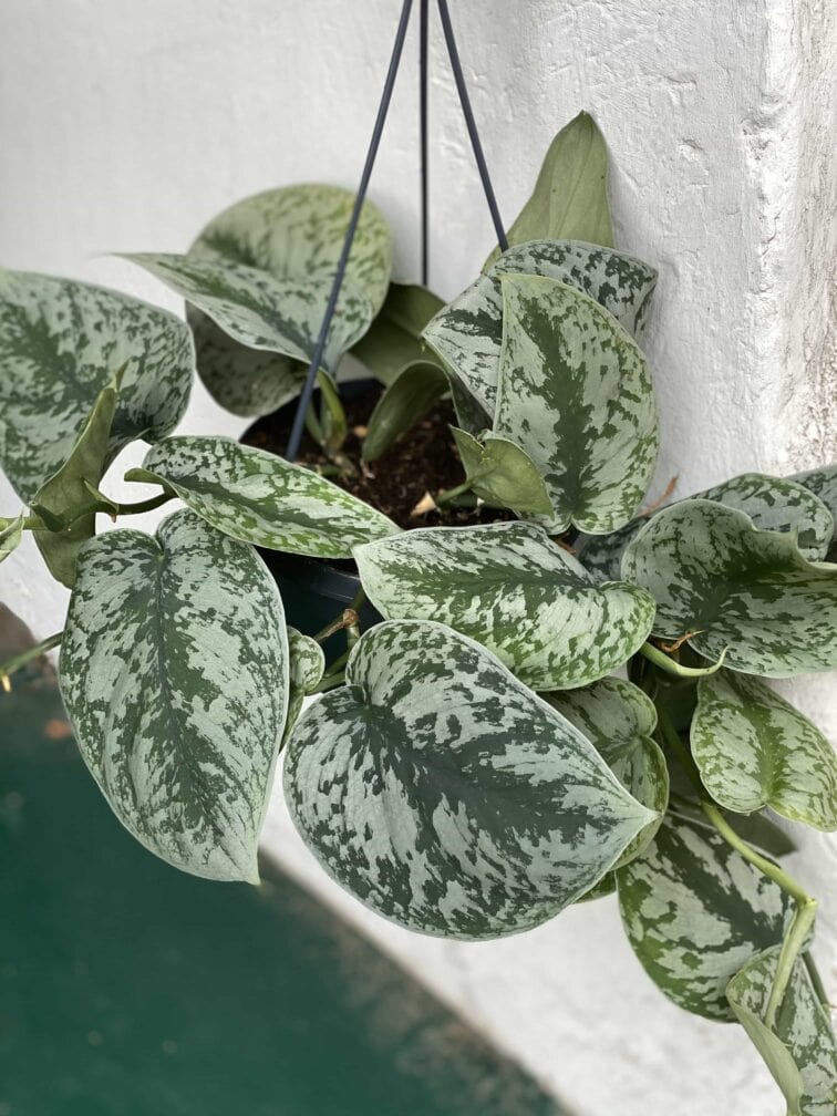 Zdjęcie rośliny Scindapsus Pictus Trebie ujęcie 5