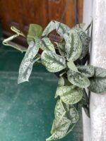 Zdjęcie rośliny Scindapsus Pictus Trebie ujęcie 6