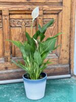 Zdjęcie rośliny Spathiphyllum (Skrzydłokwiat) ujęcie 1