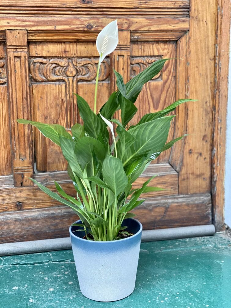 Zdjęcie rośliny Spathiphyllum (Skrzydłokwiat) ujęcie 1