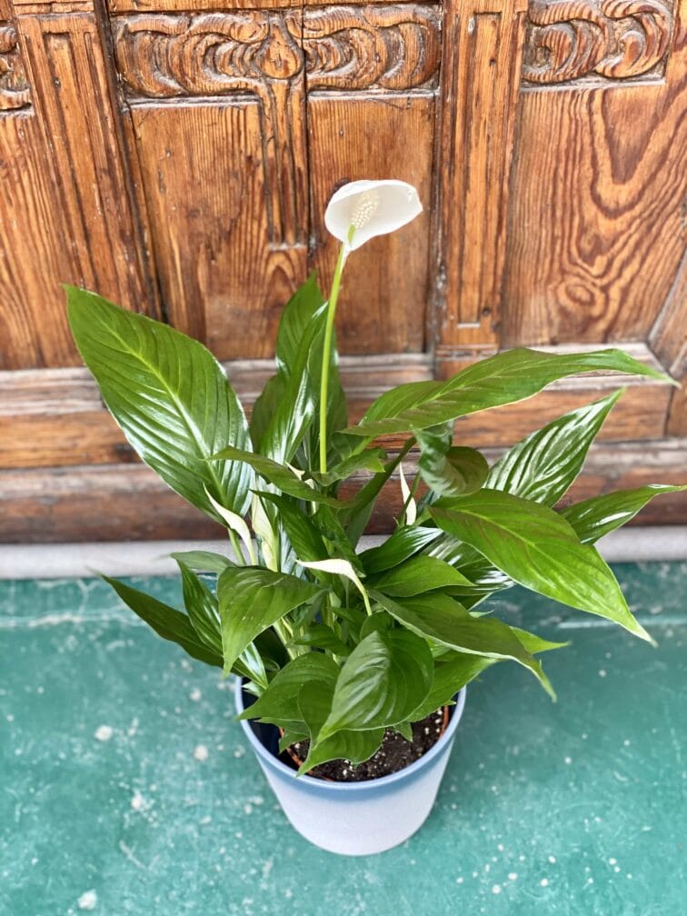 Zdjęcie rośliny Spathiphyllum (Skrzydłokwiat) ujęcie 2