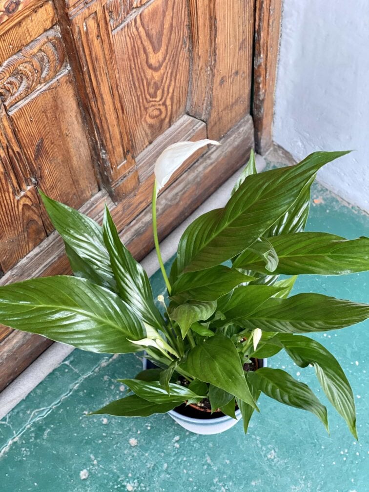 Zdjęcie rośliny Spathiphyllum (Skrzydłokwiat) ujęcie 3