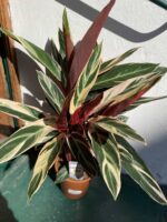 Zdjęcie rośliny Stromanthe Triostar ujęcie 1