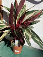 Zdjęcie rośliny Stromanthe Triostar ujęcie 2