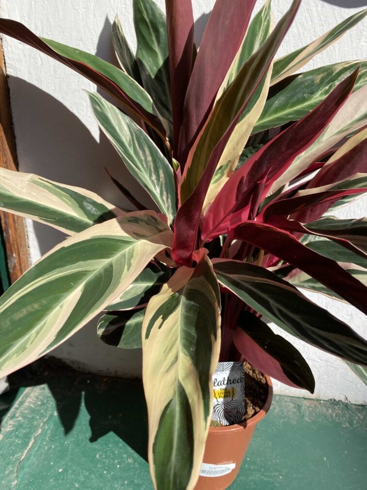 Zdjęcie rośliny Stromanthe Triostar ujęcie 3