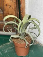 Zdjęcie rośliny Tillandsia Curly Slim (Oplątwa) ujęcie 1
