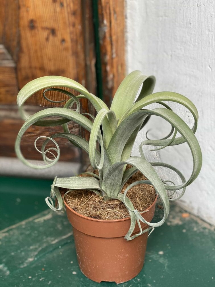 tillandsia-curly-slim_12x24-0.jpg Zdjęcie rośliny Tillandsia Curly Slim (Oplątwa) ujęcie 1