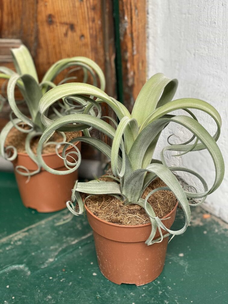 Zdjęcie rośliny Tillandsia Curly Slim (Oplątwa) ujęcie 2
