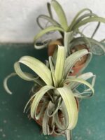 Zdjęcie rośliny Tillandsia Curly Slim (Oplątwa) ujęcie 3