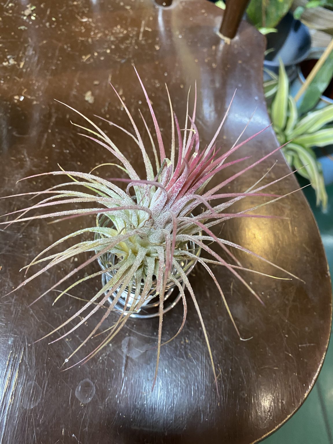Tillandsia Ionantha (Oplątwa) - Jungle Boogie