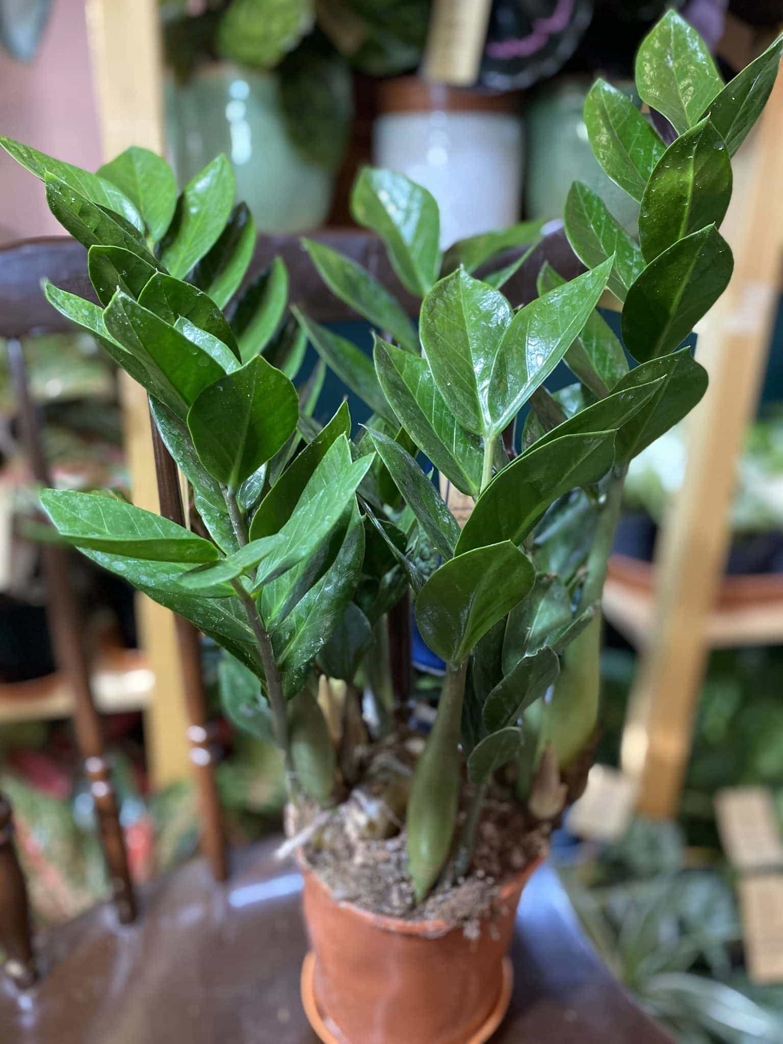 Zamioculcas Zamiifolia Jungle Boogie
