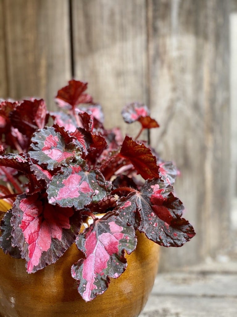 Begonia Inca Night