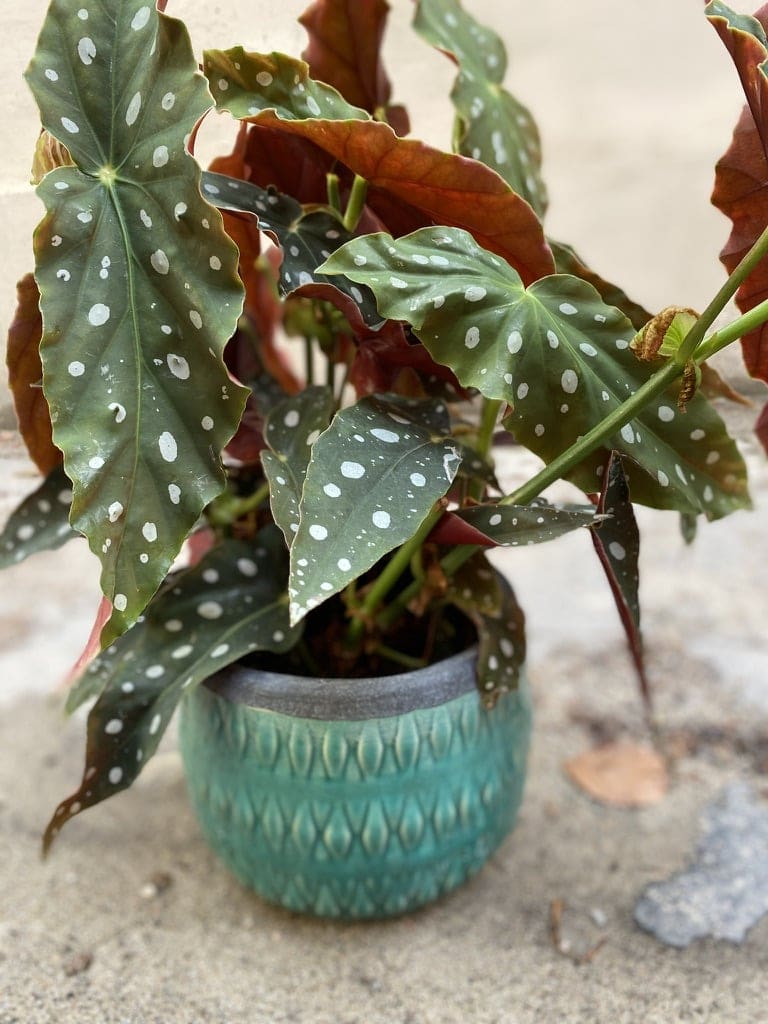 Begonia maculata