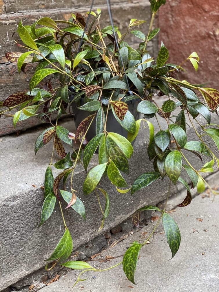 Zdjęcie Aeschynanthus Marmoratus (Marmurkowy) w kategorii rośliny, ujęcie 1