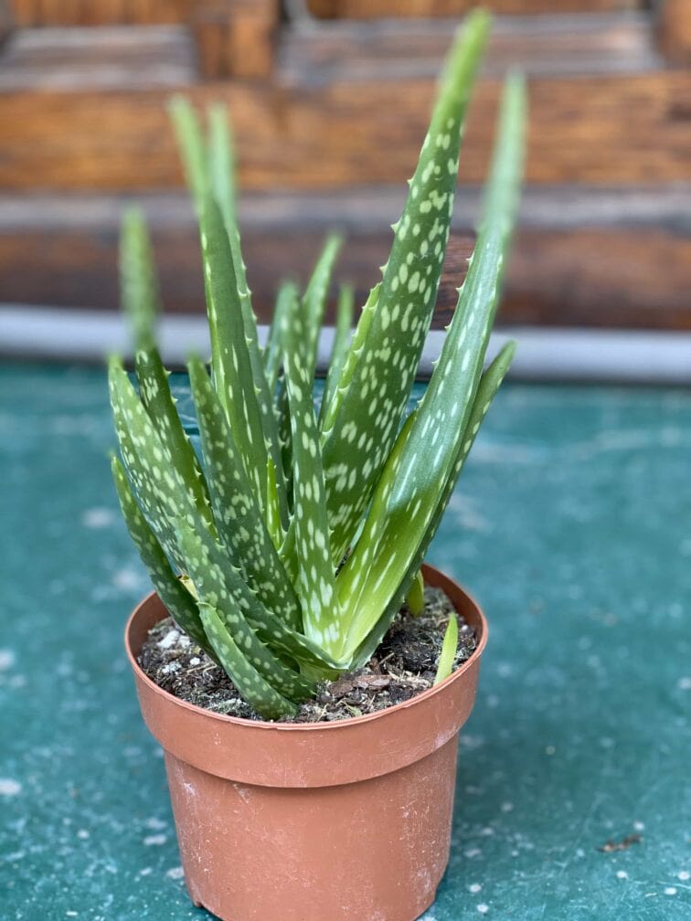 Zdjęcie Aloe Vera (Aloes) w kategorii rośliny, ujęcie 2
