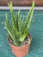 Zdjęcie Aloe Vera (Aloes) w kategorii rośliny, ujęcie 3