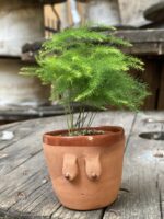 Zdjęcie Asparagus Plumosus w kategorii rośliny, ujęcie 1