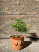 Zdjęcie Asparagus Plumosus w kategorii rośliny, ujęcie 2