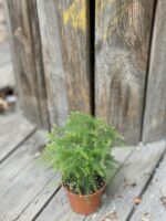 Zdjęcie Asparagus Plumosus w kategorii rośliny, ujęcie 3