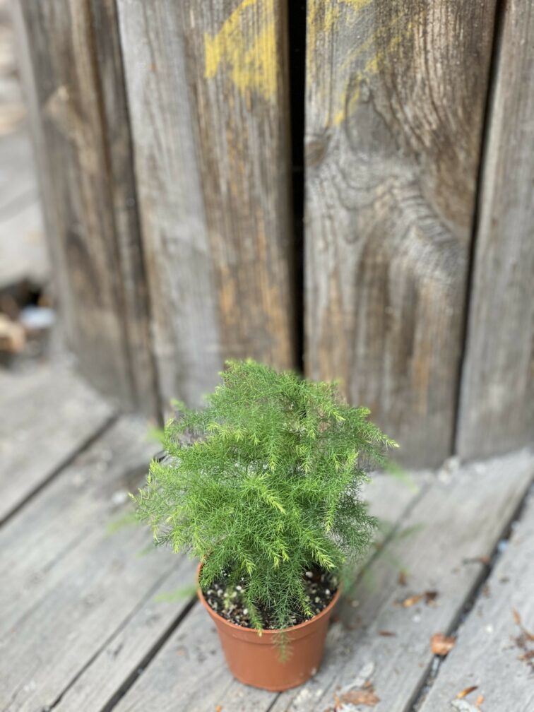 Zdjęcie Asparagus Plumosus w kategorii rośliny, ujęcie 3