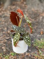Zdjęcie Begonia Maculata w kategorii rośliny, ujęcie 3